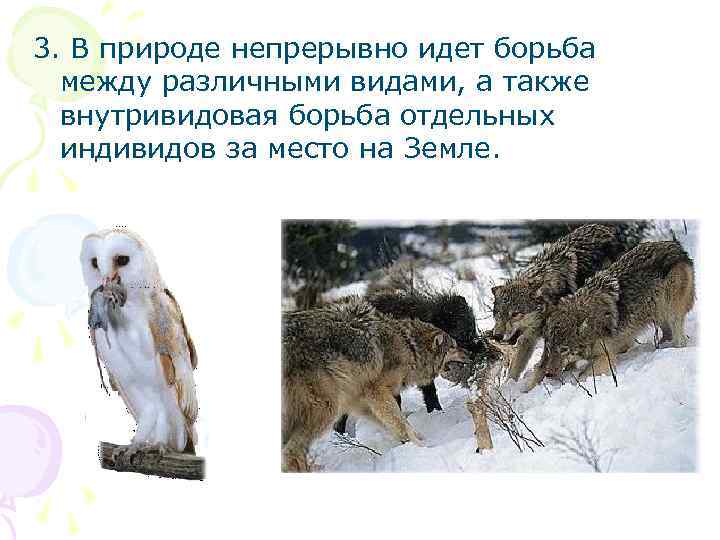 3. В природе непрерывно идет борьба между различными видами, а также внутривидовая борьба отдельных