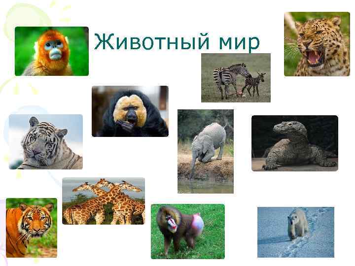 Животный мир 