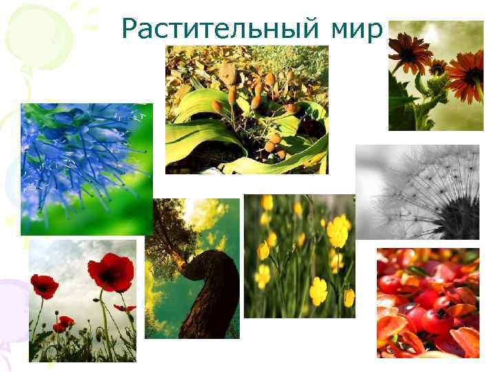 Растительный мир 