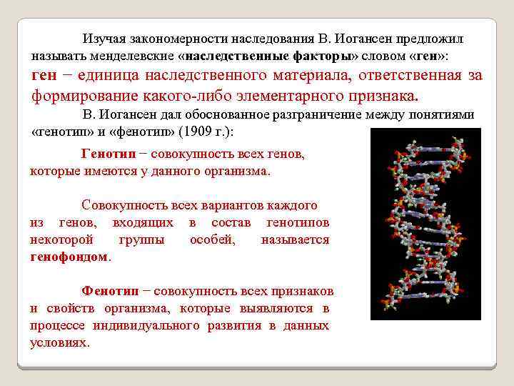 Изучая закономерности наследования В. Иогансен предложил называть менделевские «наследственные факторы» словом «ген» : ген