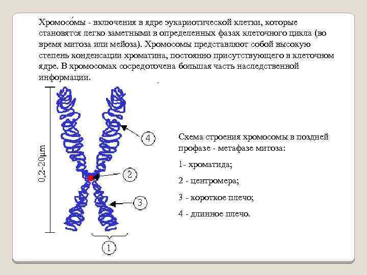 Хромосо мы - включения в ядре эукариотической клетки, которые становятся легко заметными в определенных