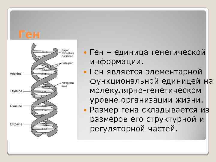 Ген – единица генетической информации. Ген является элементарной функциональной единицей на молекулярно-генетическом уровне организации