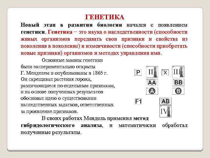 ГЕНЕТИКА Новый этап в развитии биологии начался с появлением генетики. Генетика − это наука