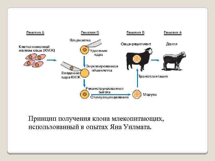 Принцип получения клона млекопитающих, использованный в опытах Яна Уилмата. 