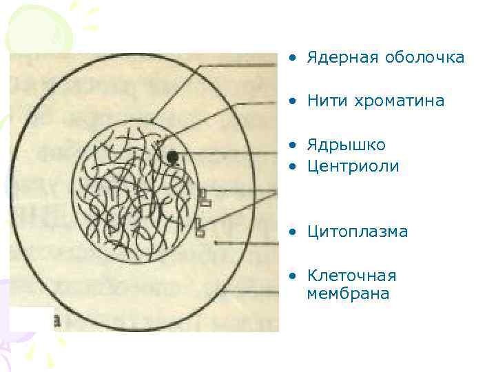  • Ядерная оболочка • Нити хроматина • Ядрышко • Центриоли • Цитоплазма •