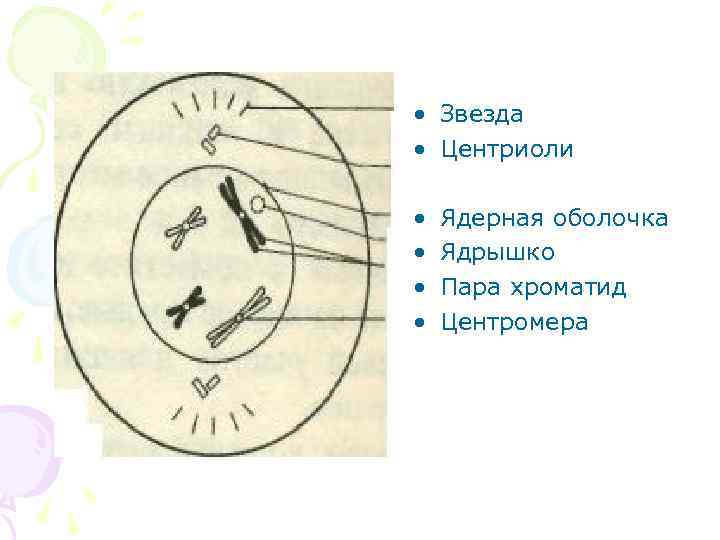  • Звезда • Центриоли • • Ядерная оболочка Ядрышко Пара хроматид Центромера 