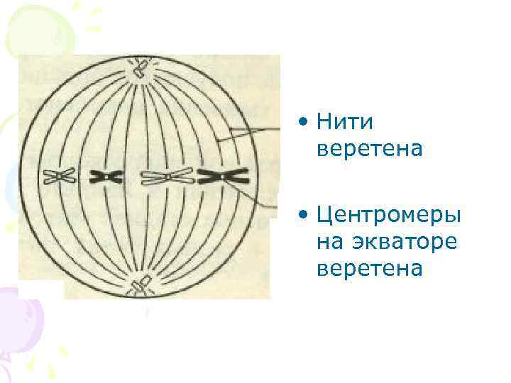  • Нити веретена • Центромеры на экваторе веретена 