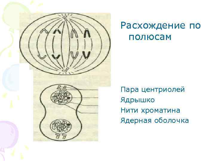 Расхождение по полюсам Пара центриолей Ядрышко Нити хроматина Ядерная оболочка 