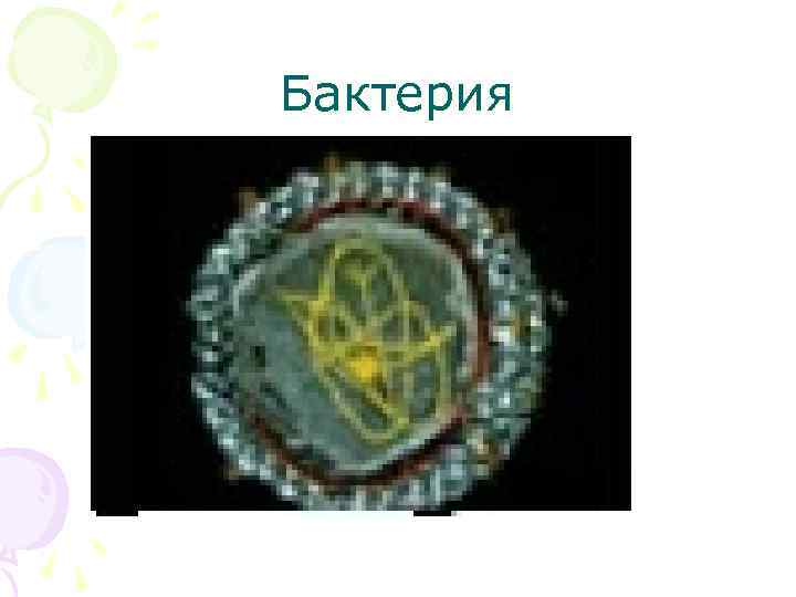 Бактерия 