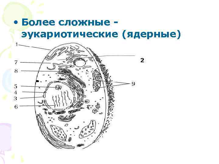  • Более сложные - эукариотические (ядерные) клетки 