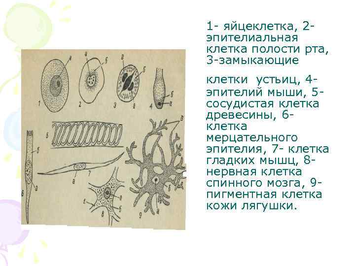 1 яйцеклетка, 2 эпителиальная клетка полости рта, 3 замыкающие клетки устьиц, 4 эпителий мыши,