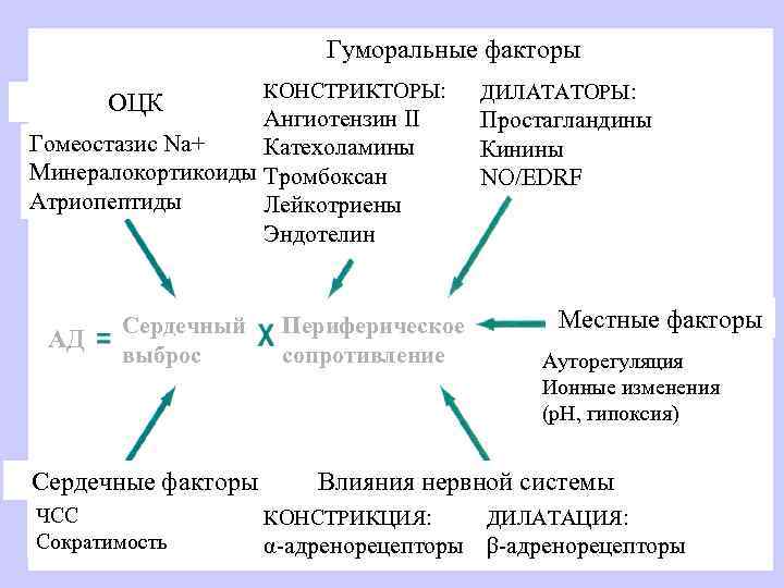  Гуморальные факторы КОНСТРИКТОРЫ: ДИЛАТАТОРЫ: ОЦК Ангиотензин II Простагландины Гомеостазис Na+ Катехоламины Кинины Минералокортикоиды
