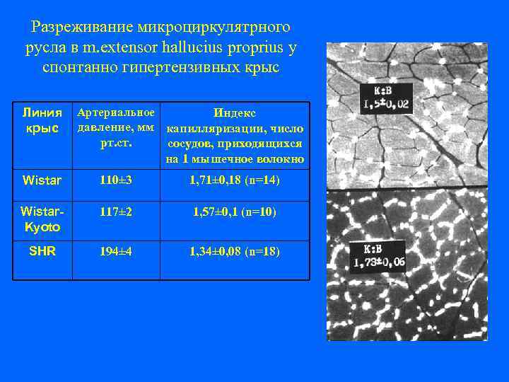  Увеличивающие Снижающие объем гормоны, АД ↑ гормоны, АД ↓ Сужение (+) и расширение