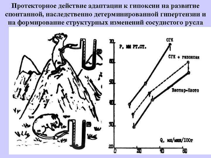  Сердечный выброс АД Периферическое сопротивление Сокращение Рост клеток Orlov S. N. et al.