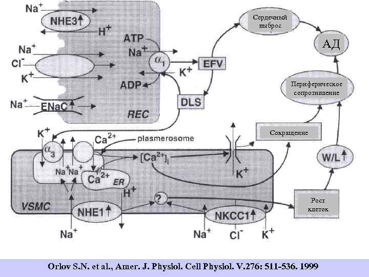  Типы прекондиционирования Нормобарическое гипоксическое прекондиционирование: 10 мин 5 мин Г Н Г Н
