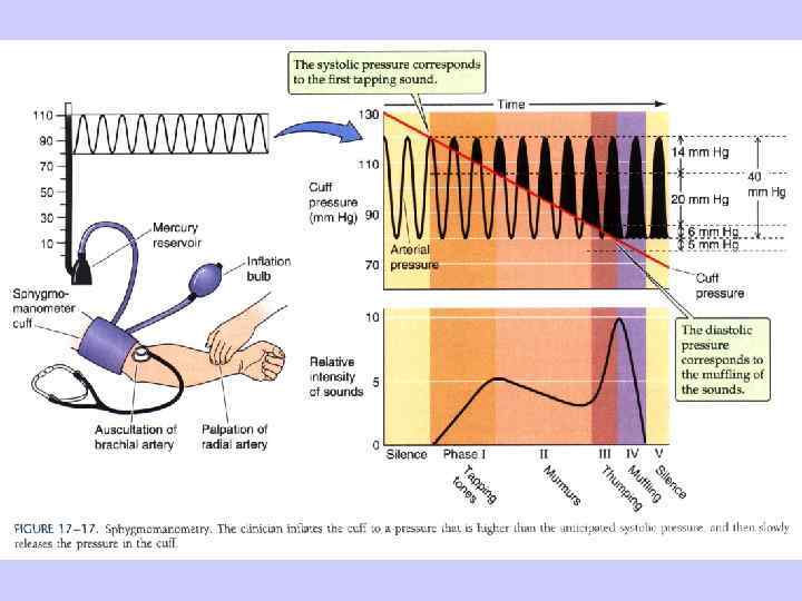  Феномен белого халата Ночное снижение САД рт. АД (nocturnal dip) ст. ни ле