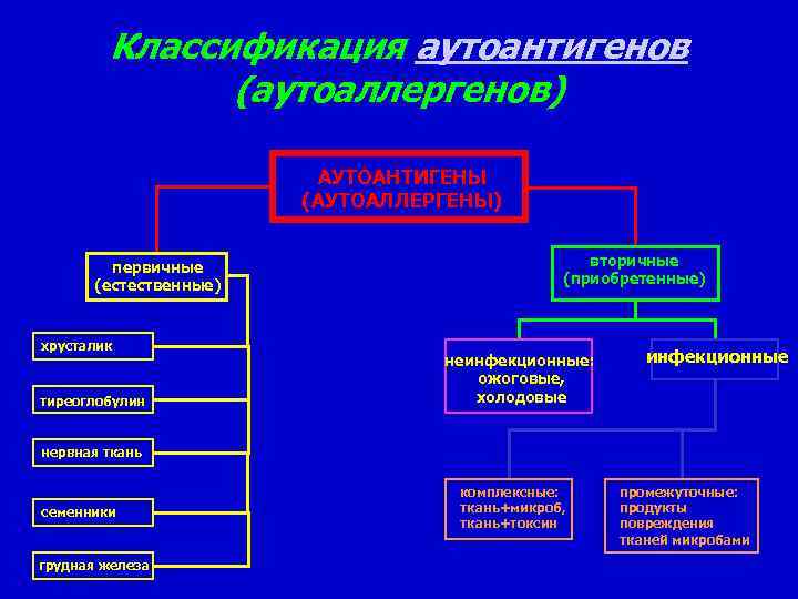 Классификация аутоантигенов (аутоаллергенов) АУТОАНТИГЕНЫ (АУТОАЛЛЕРГЕНЫ) первичные (естественные) хрусталик тиреоглобулин вторичные (приобретенные) неинфекционные: ожоговые, холодовые