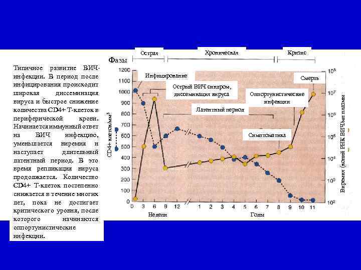 Кризис Инфицирование Смерть Острый ВИЧ синдром, диссеминация вируса Оппортунистические инфекции Латентный период Симптоматика Недели