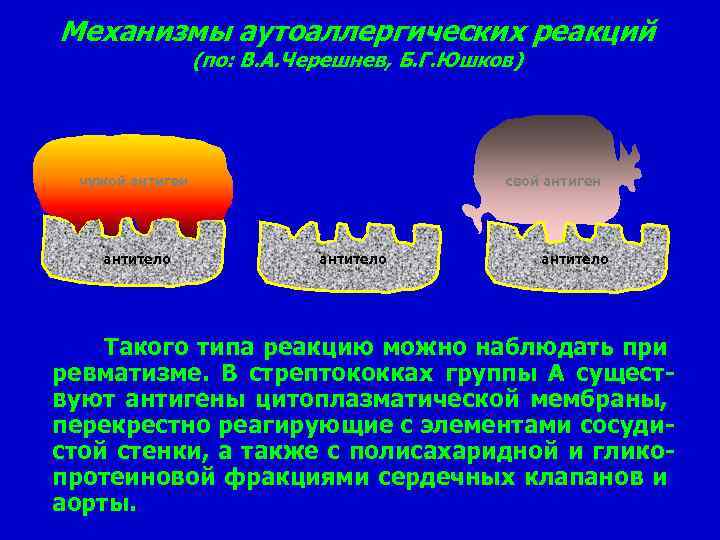 Механизмы аутоаллергических реакций (по: В. А. Черешнев, Б. Г. Юшков) чужой антиген антитело свой