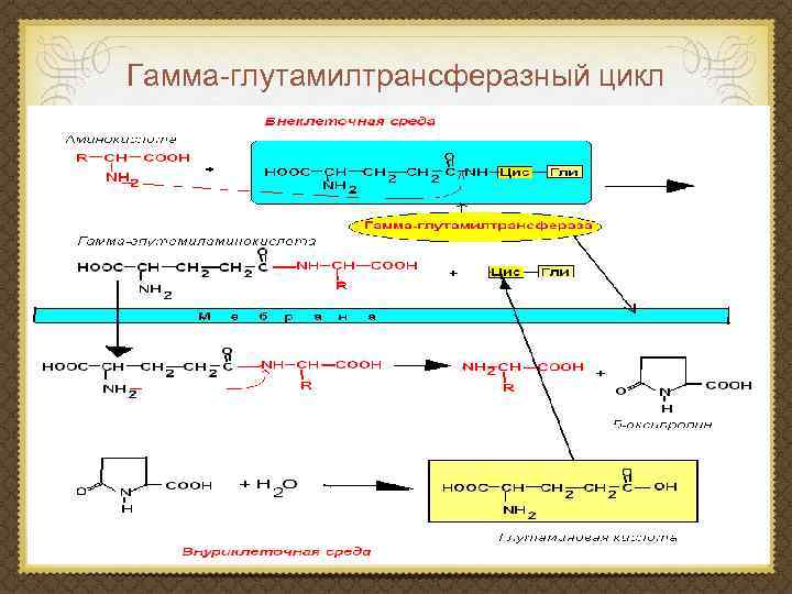 Гамма-глутамилтрансферазный цикл 