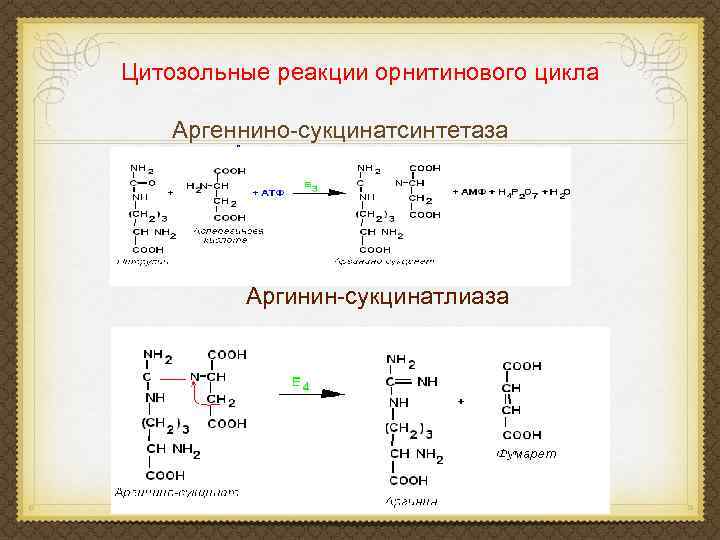 Цитозольные реакции орнитинового цикла Аргеннино-сукцинатсинтетаза Аргинин-сукцинатлиаза 