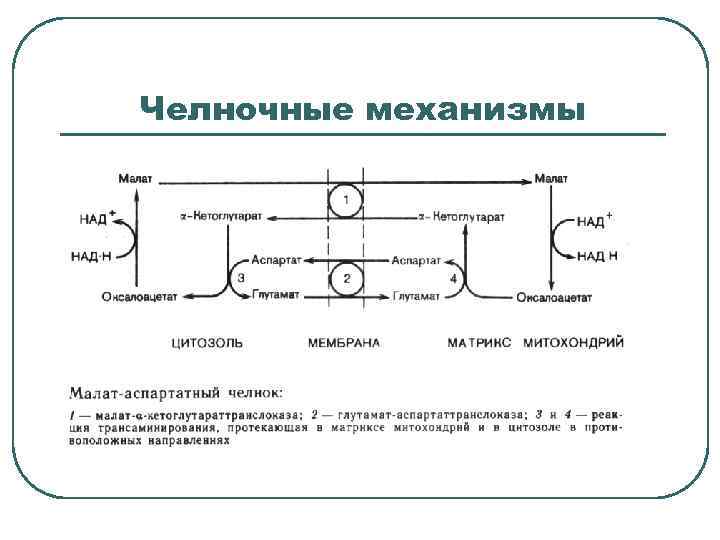 Челночные механизмы 
