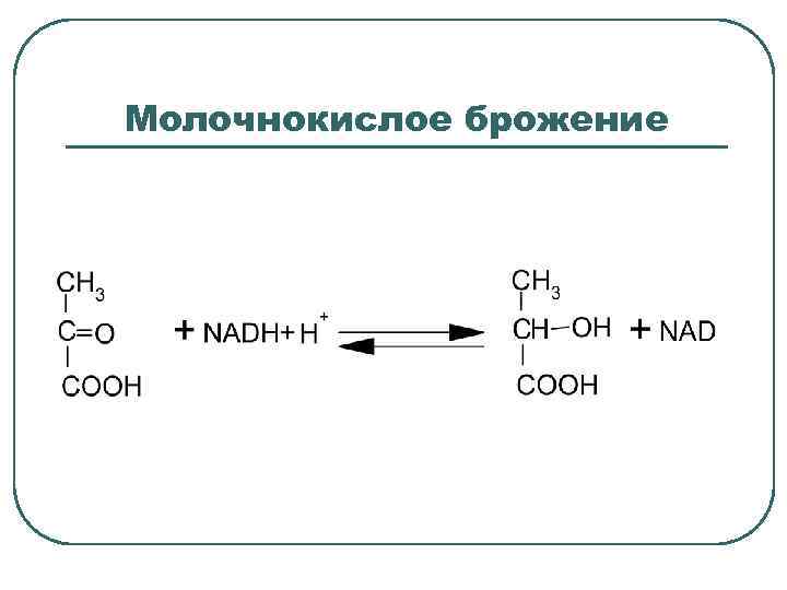 Молочнокислое брожение 