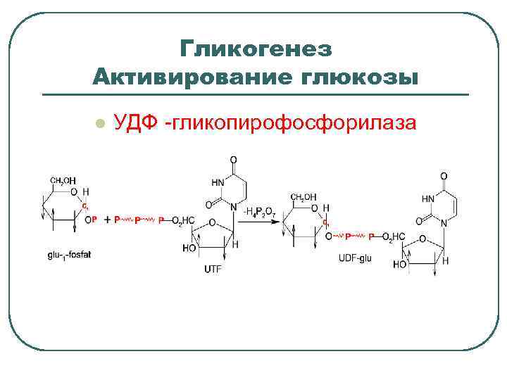 Гликогенез Активирование глюкозы l УДФ -гликопирофосфорилаза 