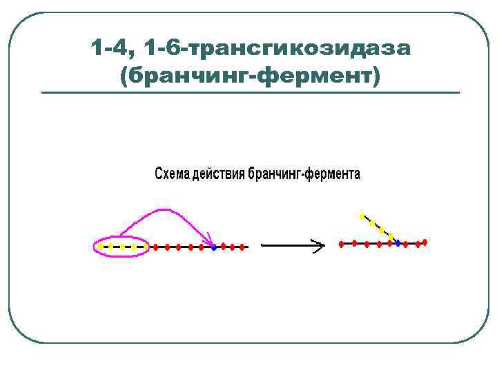 1 -4, 1 -6 -трансгикозидаза (бранчинг-фермент) 