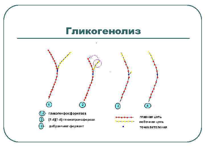 Гликогенолиз 