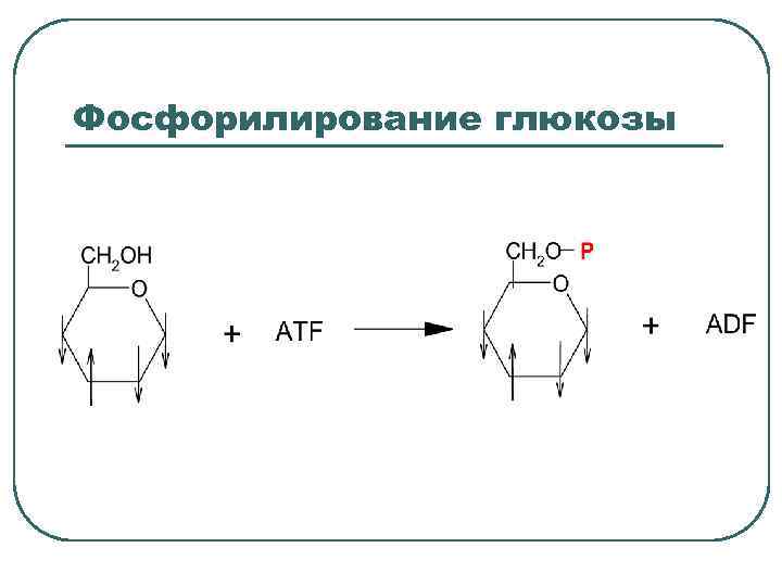 Фосфорилирование глюкозы 
