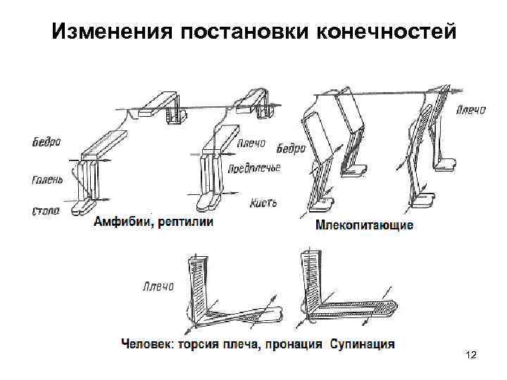 Изменения постановки конечностей 12 