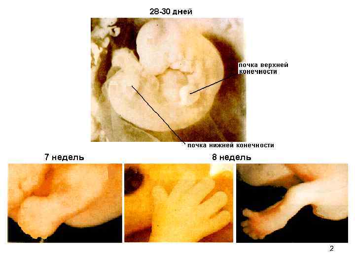 7 недель 8 недель 2 