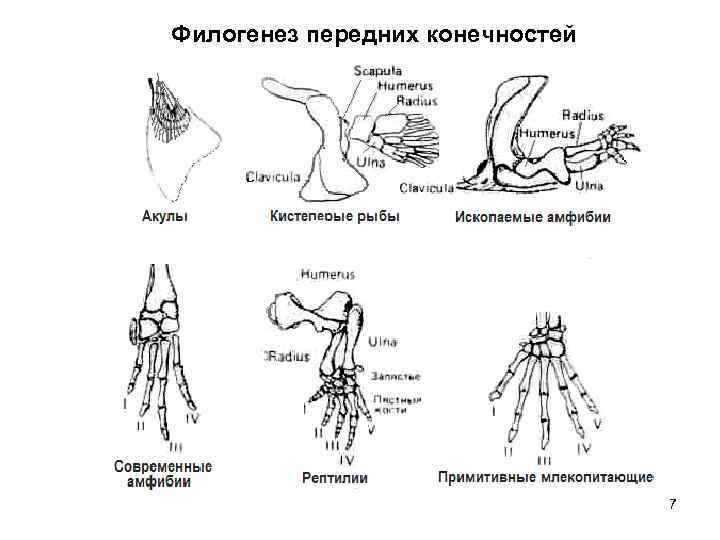 Филогенез передних конечностей 7 