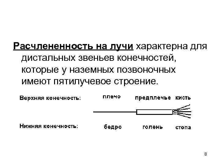 Расчлененность на лучи характерна для дистальных звеньев конечностей, которые у наземных позвоночных имеют пятилучевое