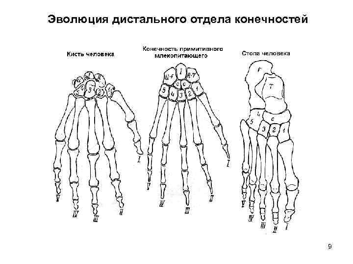 Эволюция дистального отдела конечностей 9 