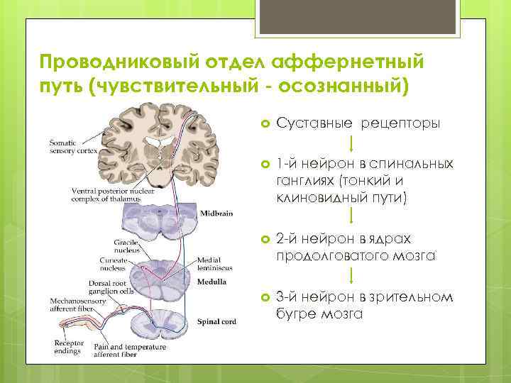 Проводниковый отдел. Суставные рецепторы. Проводниковый отдел рецептора - это. Проводниковый отдел чувствительный. Проводниковые пути.