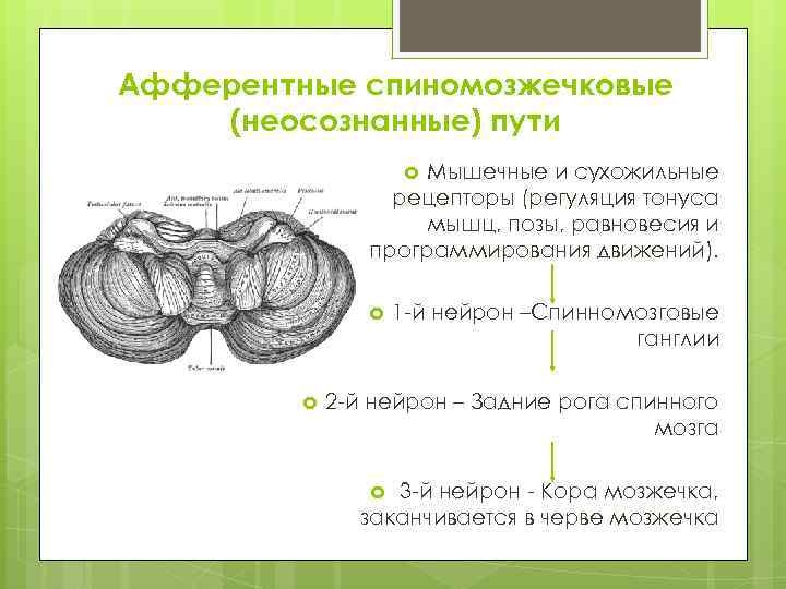 Афферентные спиномозжечковые (неосознанные) пути Мышечные и сухожильные рецепторы (регуляция тонуса мышц, позы, равновесия и