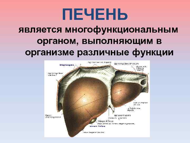  ПЕЧЕНЬ является многофункциональным органом, выполняющим в организме различные функции 