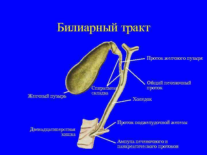 Билиарный тракт Проток желчного пузыря Желчный пузырь Спиральная складка Общий печеночный проток Холедох Проток