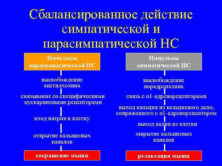Сбалансированное действие симпатической и парасимпатической НС Импульсы симпатической НС высвобождение ацетилхолина высвобождение норадреналина связывание