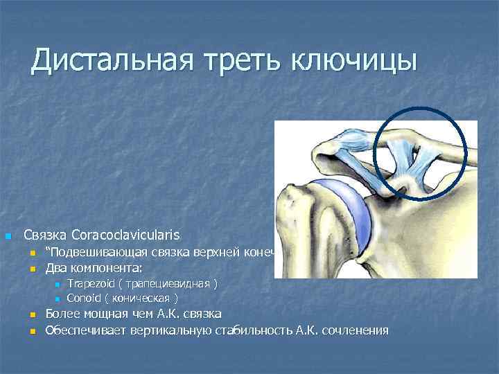 Дистальная треть ключицы n Связка Coracoclavicularis n n “Подвешивающая связка верхней конечности” Два компонента: