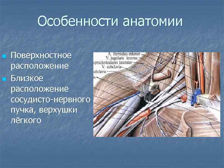 Особенности анатомии n n Поверхностное расположение Близкое расположение сосудисто-нервного пучка, верхушки лёгкого 