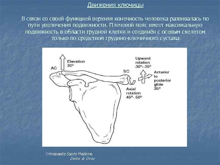Движения ключицы В связи со своей функцией верхняя конечность человека развивалась по пути увеличения