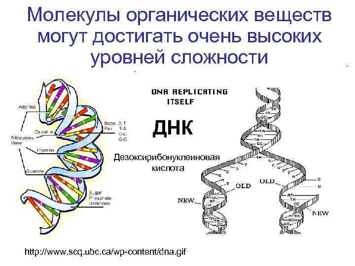 Молекулы органических веществ могут достигать очень высоких уровней сложности ДНК Дезоксирибонуклеиновая кислота http: //www.