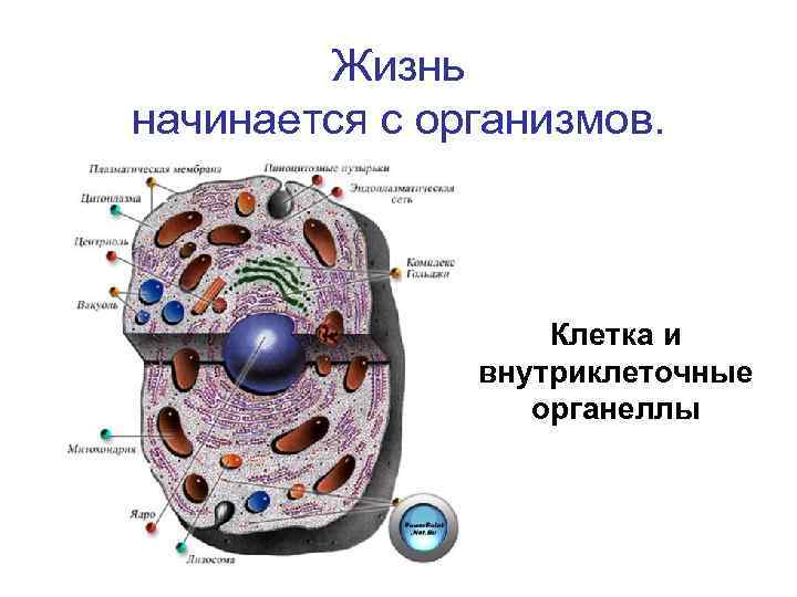 Жизнь начинается с организмов. Клетка и внутриклеточные органеллы 