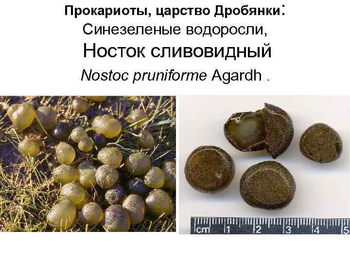 Прокариоты, царство Дробянки: Синезеленые водоросли, Носток сливовидный Nostoc pruniforme Agardh . 