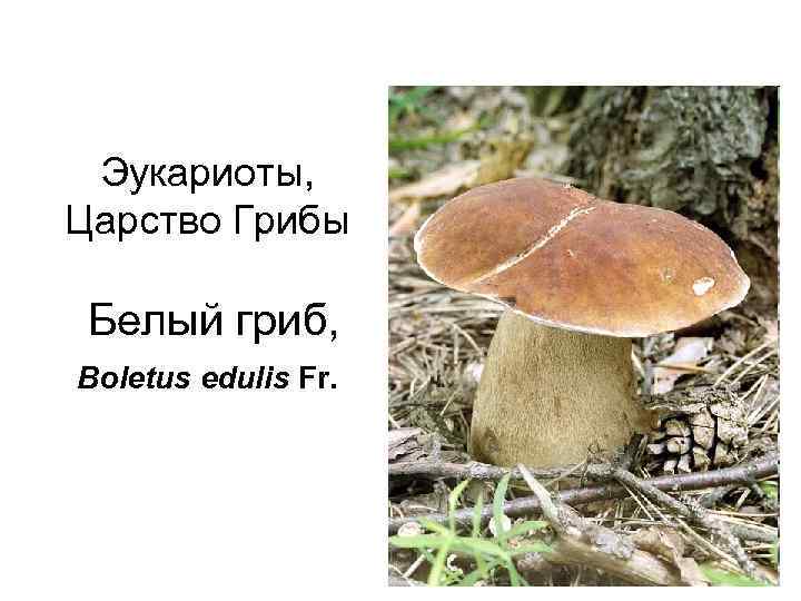 Эукариоты, Царство Грибы Белый гриб, Boletus edulis Fr. 