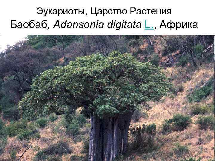 Эукариоты, Царство Растения Баобаб, Adansonia digitata L. , Африка 