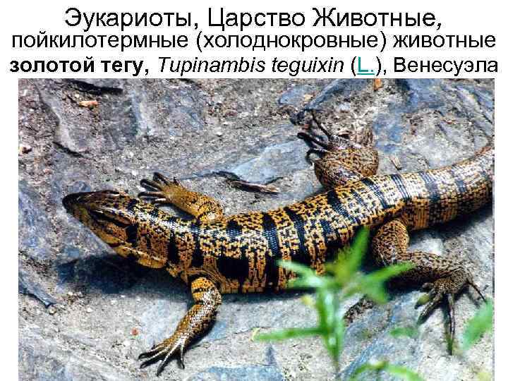 Эукариоты, Царство Животные, пойкилотермные (холоднокровные) животные золотой тегу, Tupinambis teguixin (L. ), Венесуэла 
